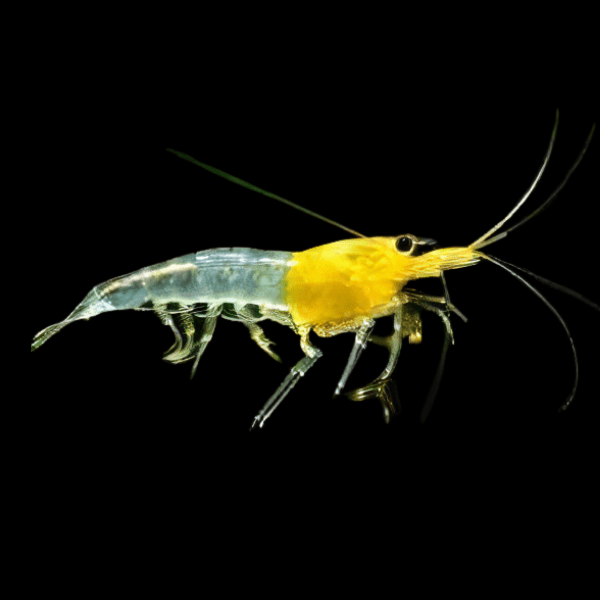 Neocaridina sp.yellow rili shrimp